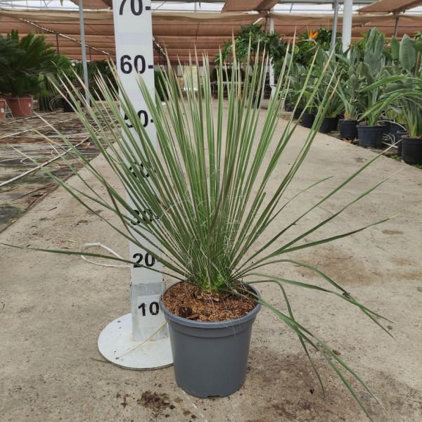 Yucca Elata, Busch 3,5 LT/60 cm PP-Nr.: ES-17-46/1610