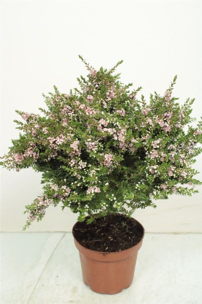 Thryptomene, Ministamm 12/35 cm saxicola PP-Nr.: IT-16-0165