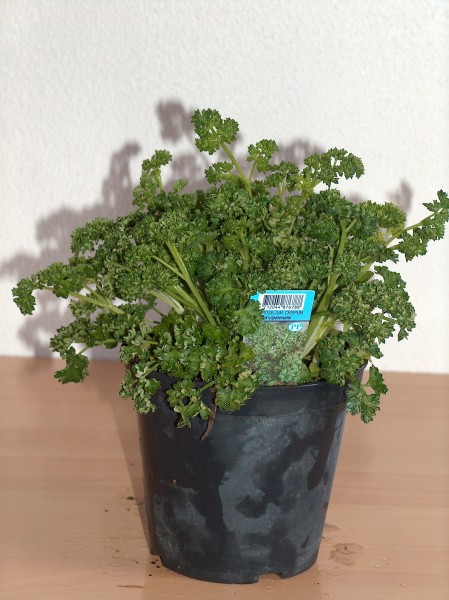 Petersilie, Busch 14/20 cm kraus Gewürze PP-Nr.: IT-07-0526