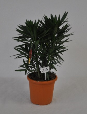 Nerium, Busch 18/55 cm Oleander, gemischte Farben PP-Nr.: IT-19-0867
