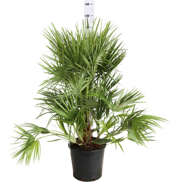 Chamaerops, Busch 28/105 cm humilis PP-Nr.: IT-19-0066