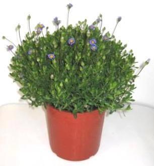 Felicia, Busch 18/50 cm amelloides - Kapaster PP-Nr.: IT-07-0526