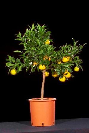 Citrus, Mini-Stamm 22/80 cm Reticulata - Manderine PP-Nr.: IT-19-1627