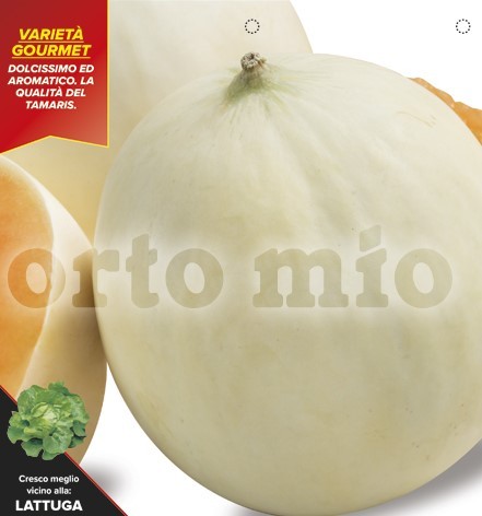 Melonen Glatte Honigmelone, Sorte Bacir (F1), 4er Tasse resistent gegen Mehltau und Blattläuse PP
