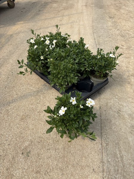 Solanum, Busch 12/30 cm rantonnetii - weiß PP-Nr.: IT-16BT0373