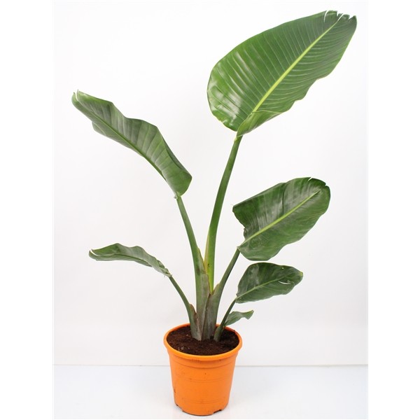 Strelizia, Busch 20/100 cm augusta PP-Nr.: ES-17-46/1519