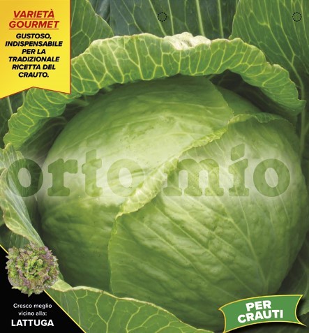 Kraut, 6er Tasse cm Sauerkraut, Sorte Varazdin PP-Nr.: IT-08-1868