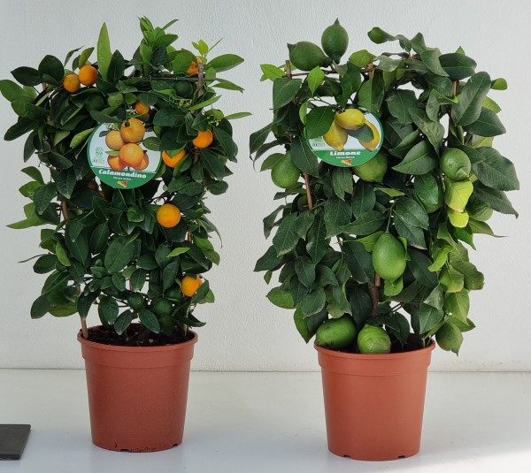 Citrus, Spalier 18/55 cm Mix (Zitrone, Kumquat, Calamondin) PP-Nr.: IT-19-1627