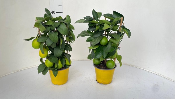 Citrus, Spalier 14/40 cm limon meyer PP-Nr.: IT-16-0165