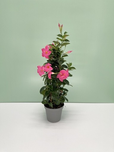 Dipladenia, Pyramide 14/50 cm ROSA PP-Nr.: IT-16BT0373