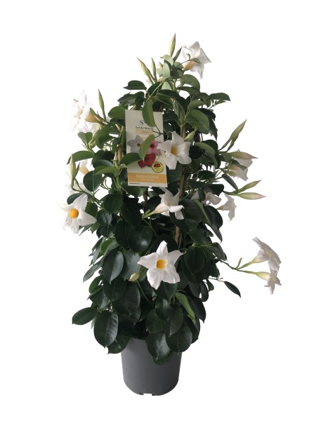 Dipladenia, Doppelbogen 17/60 cm PP-Nr.: ES 14 30 3185
