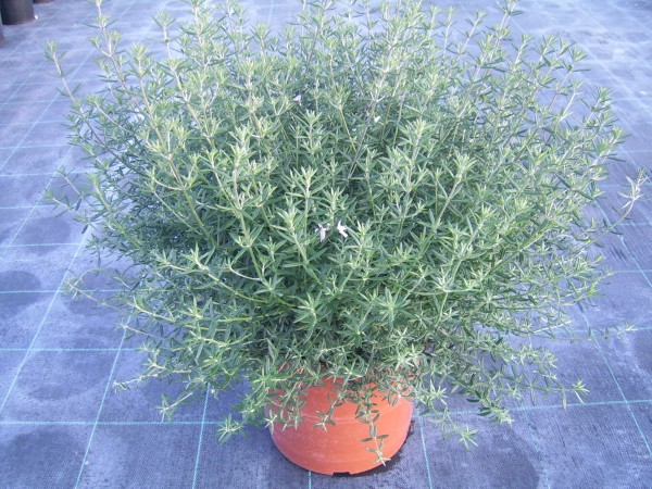 Westringia , Busch 25/60 cm Fructicosa - Küstenrosmarin PP-Nr.: IT-07-0526