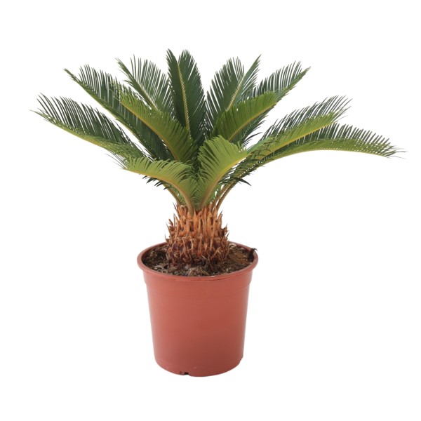 Cycas , 14/40 cm Revoluta PP-Nr.: ES 14 30 3185