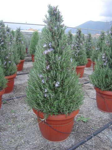 Rosmarin, Pyramide 30/100 cm officinalis Gewürze PP-Nr.: IT-07-0526
