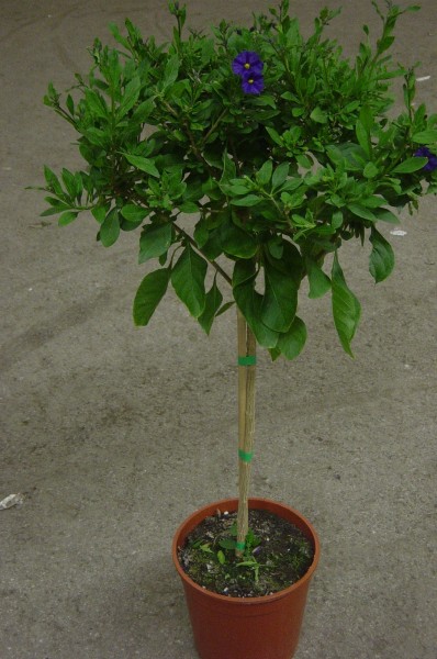 Solanum, Stamm 18/80 cm jasminoides - Sommerjasmin PP-Nr.: IT-07-0526