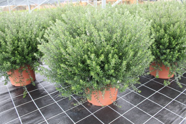Westringia , Busch 35/70 cm Fructicosa - Küstenrosmarin PP-Nr.: IT-07-0526