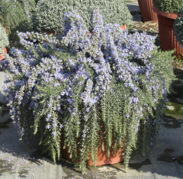 Rosmarin, Busch 65/80 cm prostratus Gewürze PP-Nr.: IT-07-0527