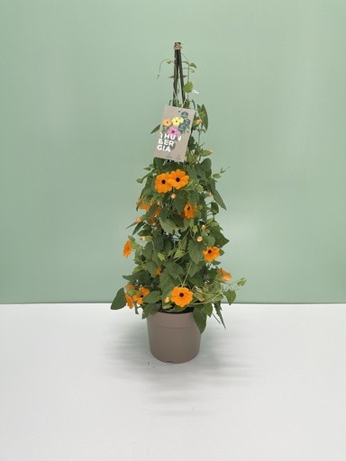 Thunbergia, Pyramide 17/70 cm alata - schwarzäugige Susanne PP-Nr.: IT-16BT0373