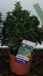 Euonymus japonica - grün, Busch, 18/35 cm