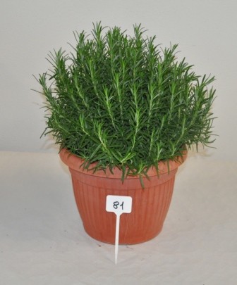 Rosmarin, Busch 30/60 cm officinalis Gewürze PP-Nr.: IT-07-0526