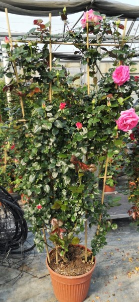 Rosen, Spalier 35/200 cm Kletterrosen PP-Nr.: IT-07-0526