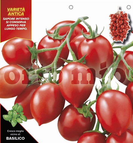 Tomaten kleine Rispentomate, rot, zum Lufttrocknen, Sorte Principe Borghese, 6er Tasse PP-Nr.: IT-