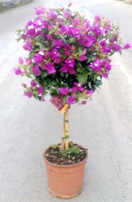 Bougainvillea, Stamm 19/90 cm Alexandra PP-Nr.: IT-19-0282