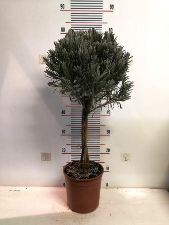 Lavendel, Stamm 25/100 cm officinalis Gewürze PP-Nr.: IT-07-0526