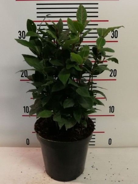 Laurus, Busch 14/20 cm nobilis - echter Lorbeer Gewürze PP-Nr.: IT-07-0526