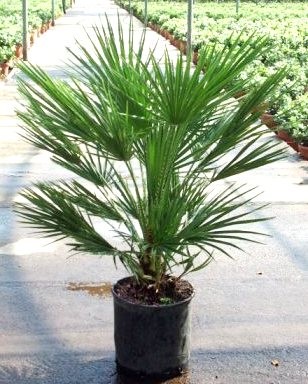 Chamaerops, Busch 22/80 cm humilis PP-Nr.: IT-19-0066