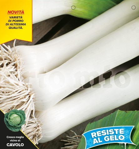 Lauch, 12er Tasse cm Winterlauch, Sorte Oslo (F1) PP-Nr.: IT-08-1868