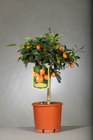 Citrus, Mini-Stamm 17/50 cm Fortunella Margarita - Kumquat PP-Nr.: IT-19-1627