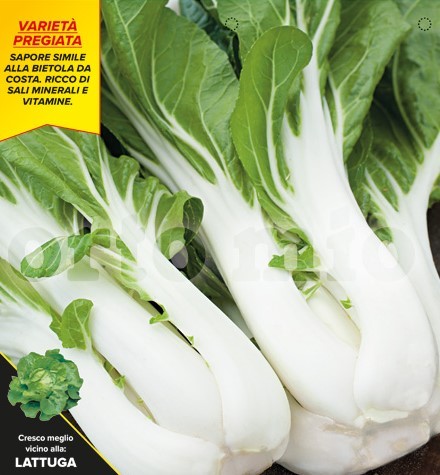 Kohl , 6er Tasse cm Pak-Choi, Sorte Mei Qing Choi (F1) PP-Nr.: IT-08-1868