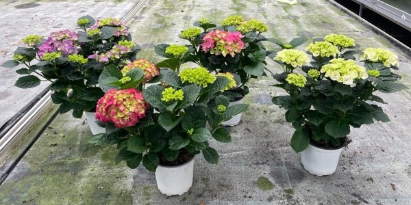 Hydrangea, Busch 15/50 cm Hortensie (blau, rosa, weiß) weißer Topf PP-Nr.: IT-16-0165