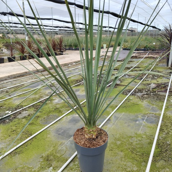 Nolina, Busch 7 LT/70 cm PP-Nr.: ES-17-46/1610