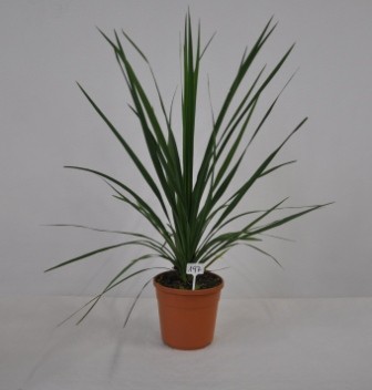 Cordyline , Busch 24/105 cm indivisa PP-Nr.: IT-19-0066