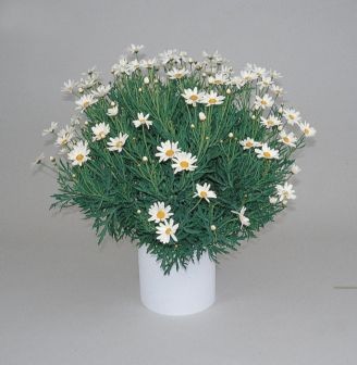 Margeriten, Busch 18/50 cm weiß PP-Nr.: IT-07-0526
