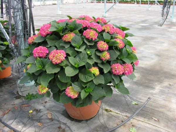 Hydrangea, Busch 44/80 cm macrophilla - Hortensie PP-Nr.: IT-07-0526