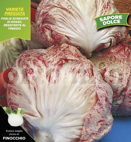 Radicchio, 9er Tasse cm Herbst-Chioggia, gesprenkelt PP-Nr.: IT-08-1868