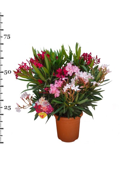 Nerium, Busch 22/70 cm Oleander, Trio PP-Nr.: IT-19-0867