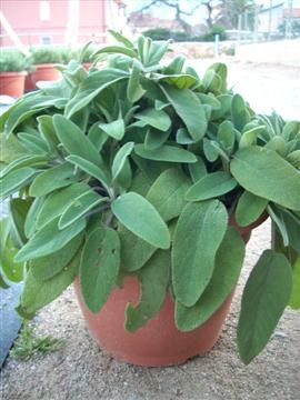 Salbei, Busch 25/60 cm Gewürze PP-Nr.: IT-07-0526