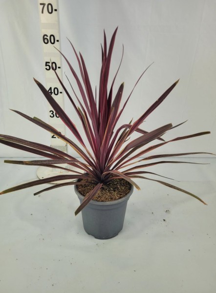 Cordyline, Stamm 23/90 cm Paso Dobble PP-Nr.: ES 14 30 3185