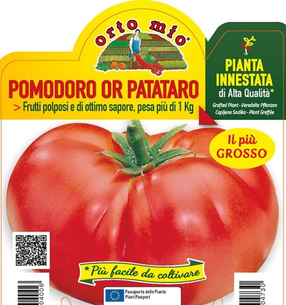 Tomaten veredelt Riesentomate , 14/30 cm Sorte OR Patataro PP-Nr.: IT-08-1868