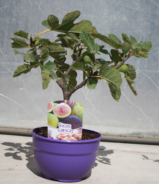 Ficus Carica, Stamm 20/50 cm Bonsai in Schale Bunte Schale PP-Nr.: ES1703/1357