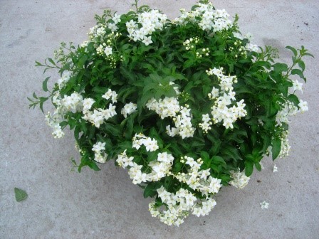 Solanum, Busch 27/60 cm jasminoides PP-Nr.: IT-16BT0373