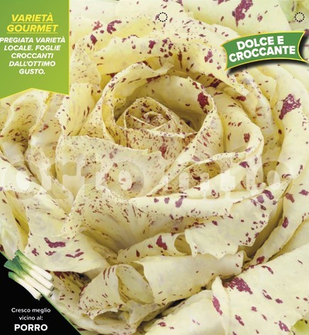 Chicoree, 9er Tasse cm Herbst-Castelfranco, Sorte Fenice PP-Nr.: IT-08-1868