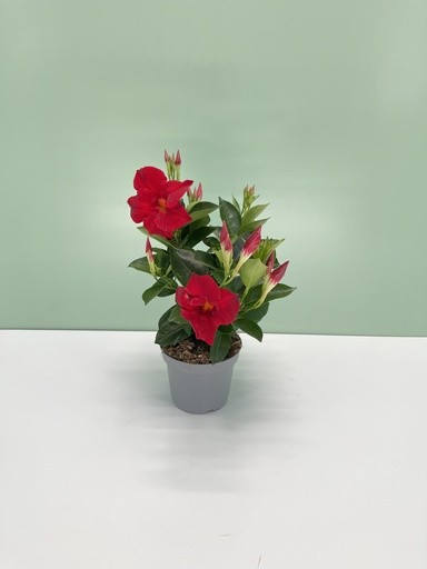 Dipladenia, Busch 12/30 cm ROT PP-Nr.: IT-16BT0373