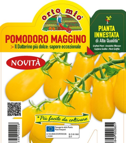 Tomaten veredelt Datteltomate, gelb, Sorte Maggino (F1), 14/30 cm PP-Nr.: IT-08-1868