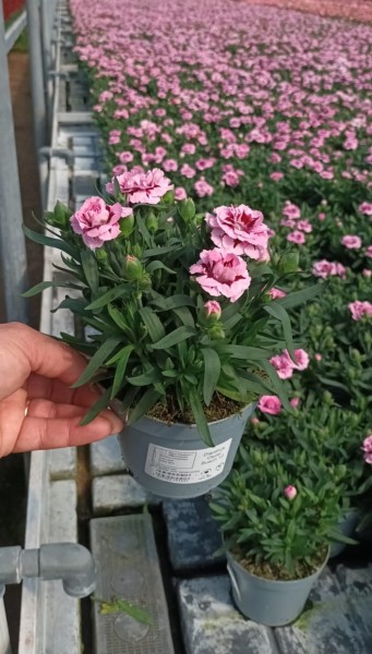 Dianthus, Busch 12 cm "Oskar" PP-Nr.: IT-16BT0373