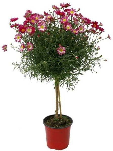 Margeriten, Stamm 14/60 cm rot PP-Nr.: IT-07-0526
